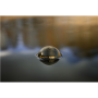 Deeper Smart Sonar Chirp+3 , Sonar , Wi-Fi , Brown Green