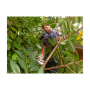 BLACK & DECKER , Hedge trimmer , BEHTS451-QS , 550 W