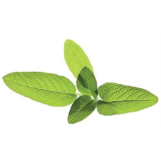 Sourcing , Seeds for Smart Pots Refill Sage, 3pcs , SGR7X3