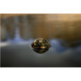 Deeper Smart Sonar Chirp+4 , Sonar , Wi-Fi , Green/Brown