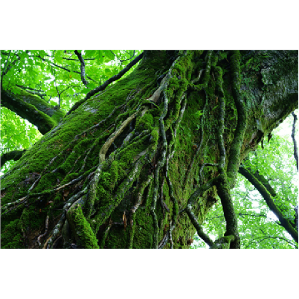 Sony , SEL-55F18Z E 55mm F1.8 portrait lens Zeiss , Sony