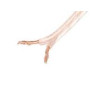 LANBERG speaker cable 2x4.0mm2 100m transparent