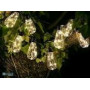 TRACER 100 LED 10 bulbs solar garden garland