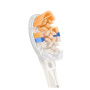 ELECTRIC TOOTHBRUSH ACC HEAD/HX9092/87 PHILIPS
