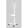 TV SET ACC FLOOR STAND 32-55/TVS-55T-03-W GEMBIRD